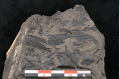 Foto (Detailansicht) von Taeniopteris pseudosimplex Ettingshausen (NHMW-GEO-2024-0188-10293)